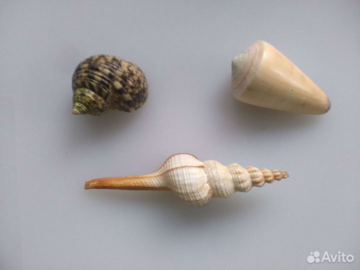 Ракушки морские