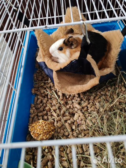 Морская свинка 1,5мес. с клеткой