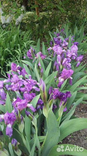 Многолетние садовые растения