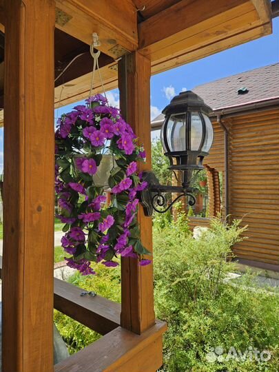 Петуния ампельная в горшке