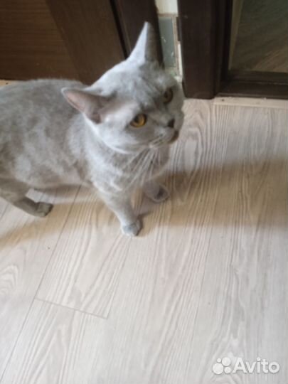 Британская кошка