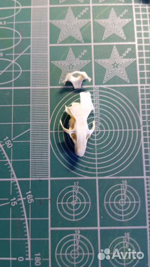 Крысиные черепа