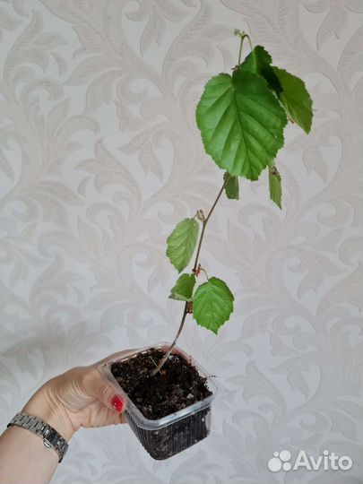 Орешник лещина (лесной орех) саженцы