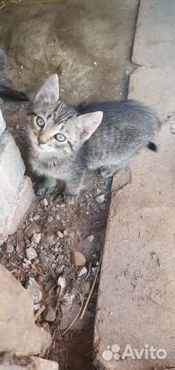 Кошка в дар