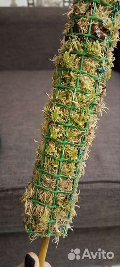 Тотем для растений