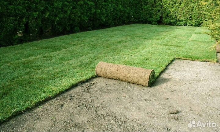 Рулонный газон элитный