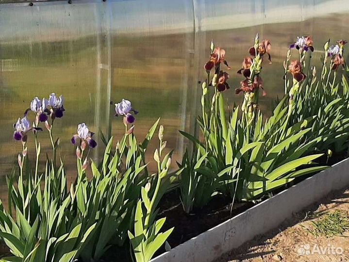 Ирис