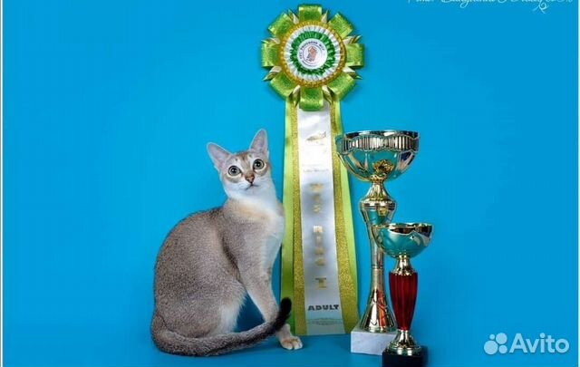 Сингапурская кошка объявление продам