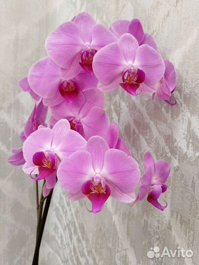 Орхидеи фаленопсисы отцветашки