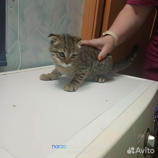 Кошки бесплатно