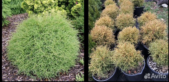 Туя Смарагд