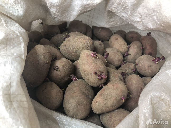 Картофель на семена