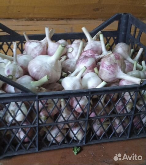 Озимый чеснок (на еду, на семена)