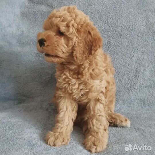 Щенок карликового пуделя девочка