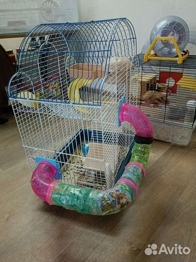 Продам сирийских хомяков с большими клетками