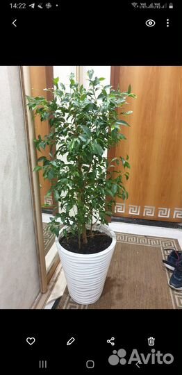Фикус бенджамина