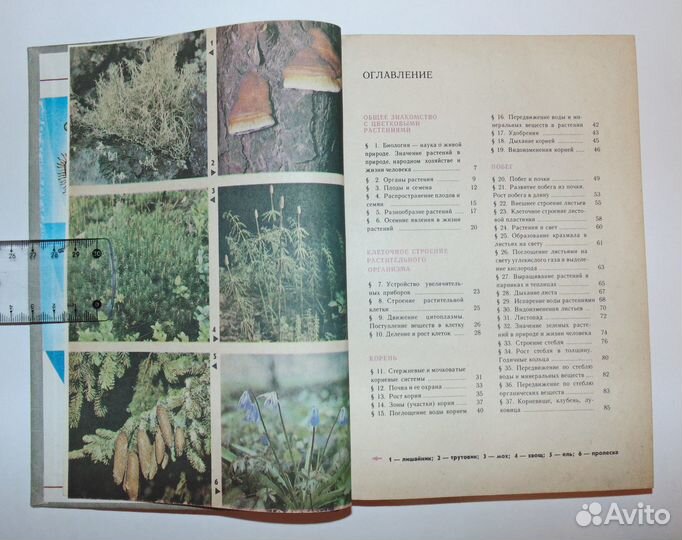 Корчагина Вера. Биология 5-6 класс - 1988 год