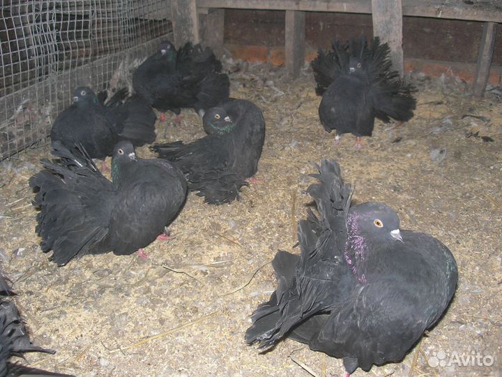 Продам голубей