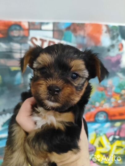 Йоркширский терьер