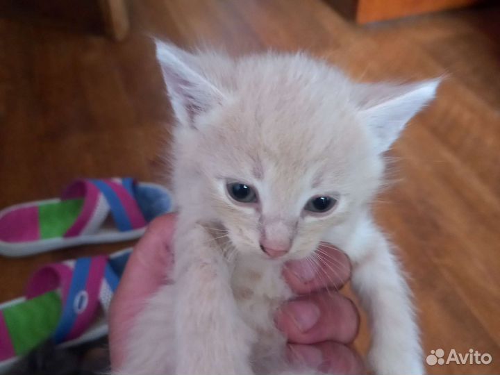 Котята отдам в добрые руки бесплатно
