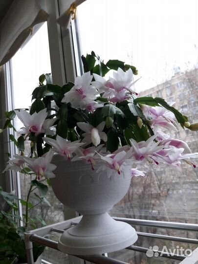 Декабрист (кактус шлюмбергера)