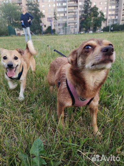 Собака Баффи в добрые ручки