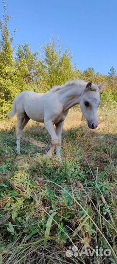 Уэльский пони. Жеребчик