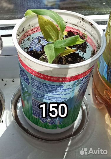 Банан Киевский карлик