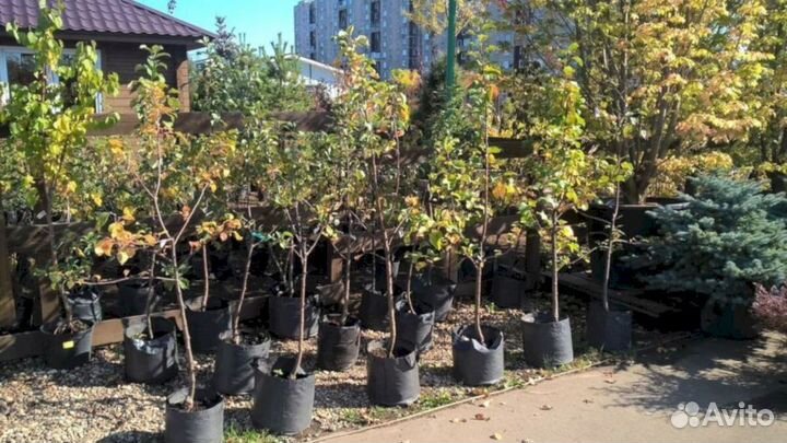 Саженцы груши Осенняя Яковлева