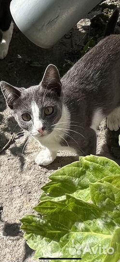 Котята в добрые руки бесплатно