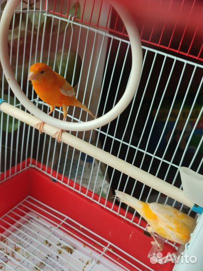 Кенара и канарейки