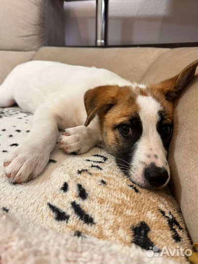 Собака в добрые руки отдам бесплатно