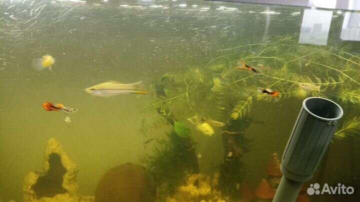 Креветки вишня