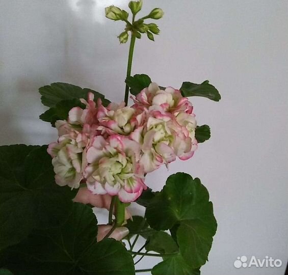 Пеларгония герань сортовые