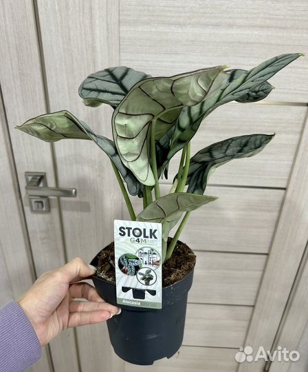 Алоказия Silver dragon