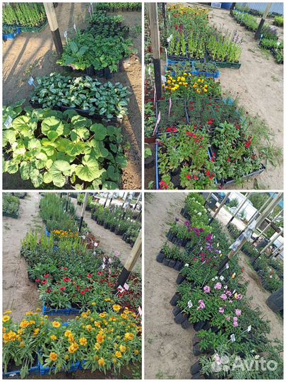 Большой выбор красивых многолетников