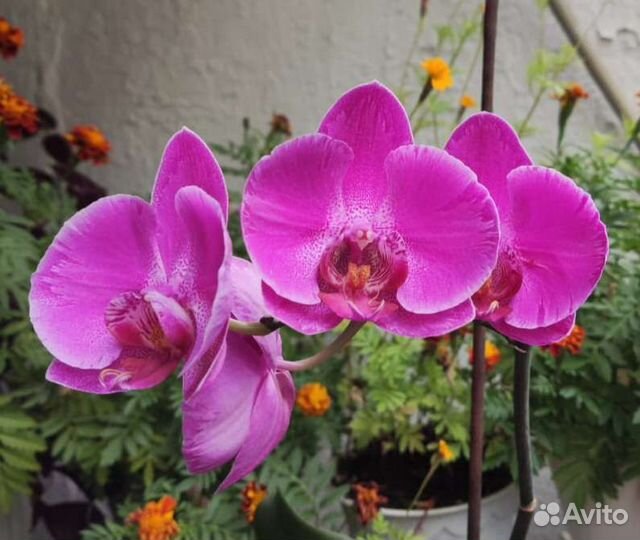 Орхидеи фаленопсис