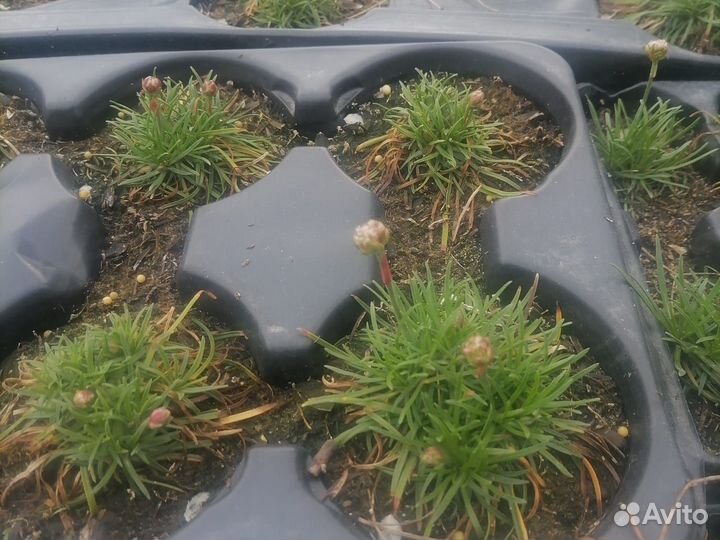 Чернозем верхний слой 15см, перегной сыпец, 1/15м3