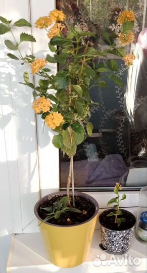 Лантана желтая