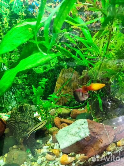 Аквариум 140 л