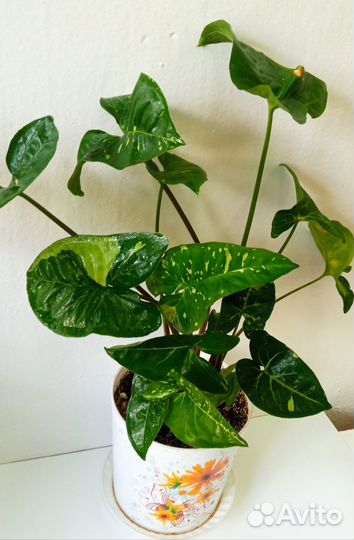 Сингониумы сортовые, пеперомии, монстеры