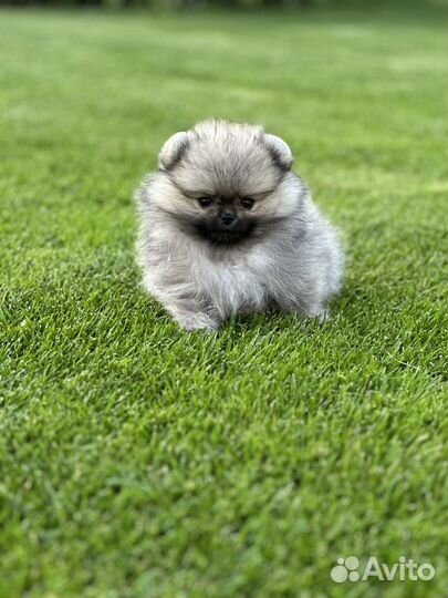 Щенки шпица микро размера