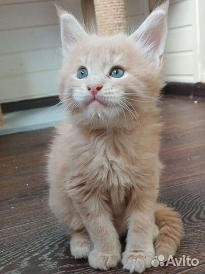 Котята резерв