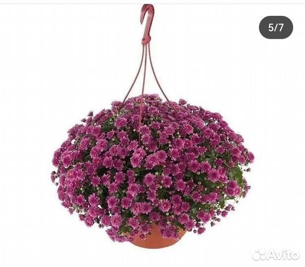 Ампельная хризантема