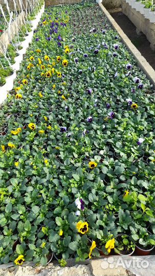 Анютины глазки