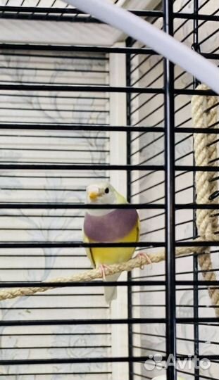 Амадины гульда