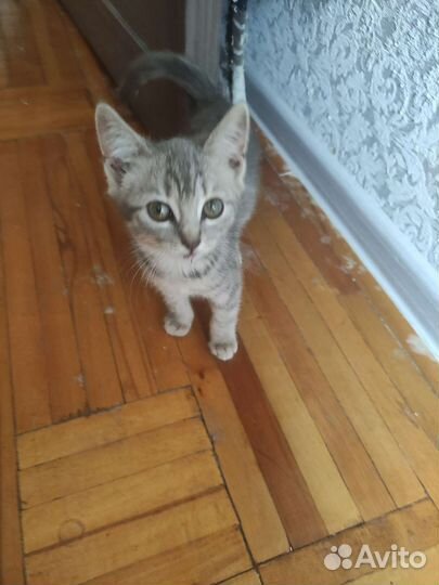 Кошки в добрые руки бесплатно