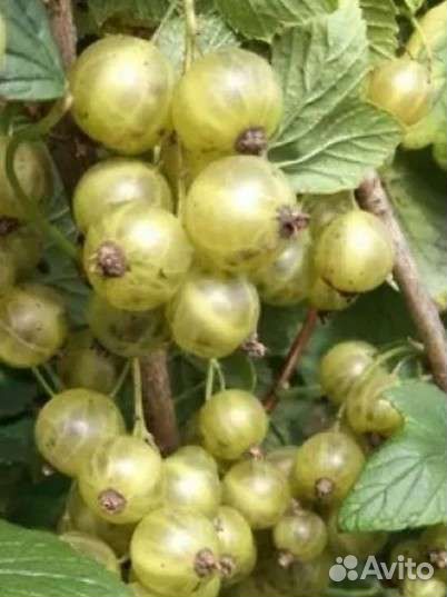 Ежевика, малина, голубика, смородина и др