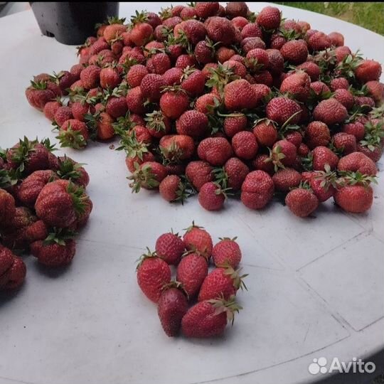 Саженцы плодовых и ягодных культур