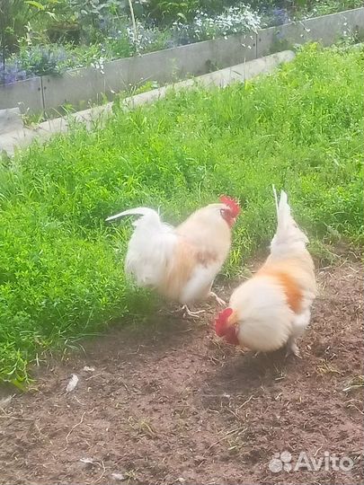 Петухи